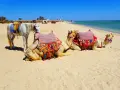 Biały koń i dwa wielbłądy na plaży w Marsa Alam. Uważaj na słońce i pamiętaj o nawodnieniu.