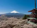 Widok na najwyższy szczyt Japonii, górę Fudżi, otoczoną kwitnącymi wiśniami i tradycyjną pagodą.