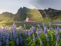 Kościół na Islandii pośród łubinów, z tęczą w tle. Piękne widoki, ale islandia ceny mogą zaskoczyć.