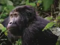 Uganda czy jest bezpiecznie? Co musisz wiedzieć przed podróżą
