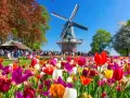 Kolorowe tulipany przed wiatrakiem w Keukenhof. Warto kupić keukenhof bilety, by zobaczyć ten widok!
