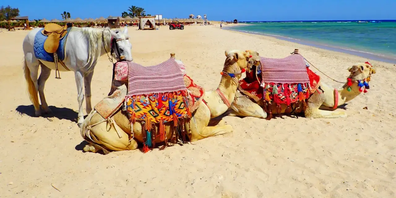 Biały koń i dwa wielbłądy na plaży w Marsa Alam. Uważaj na słońce i pamiętaj o nawodnieniu.