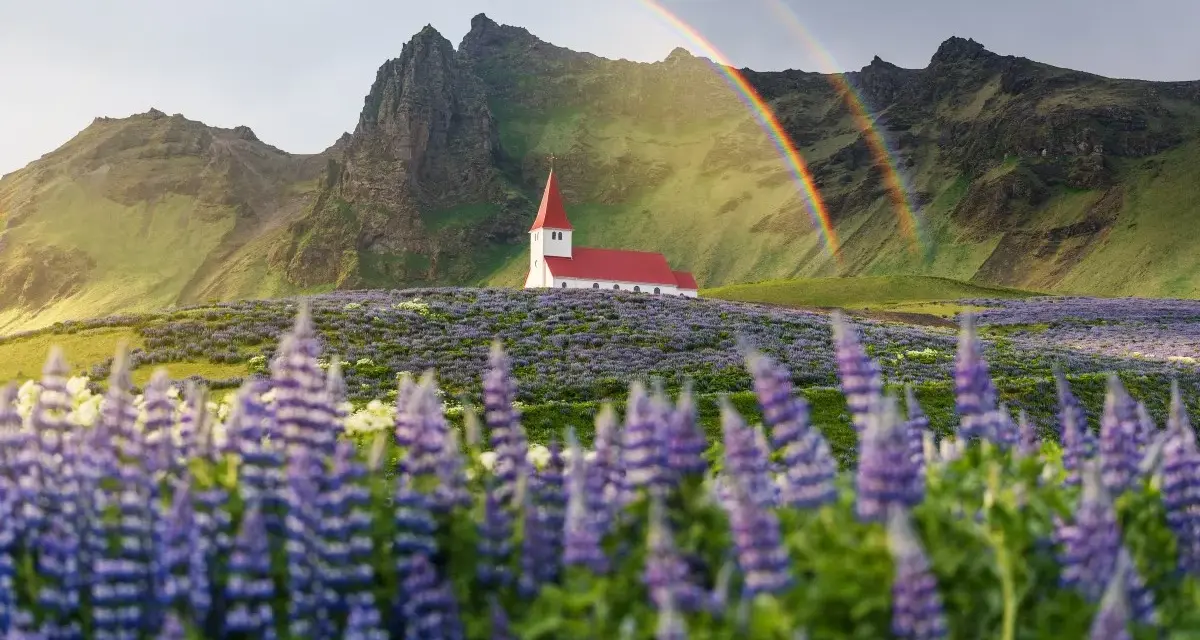 Kościół na Islandii pośród łubinów, z tęczą w tle. Piękne widoki, ale islandia ceny mogą zaskoczyć.