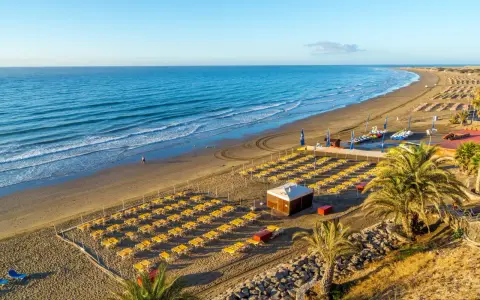 Plaża z rzędami żółtych leżaków, palmami i turkusowym morzem w słoneczny dzień.