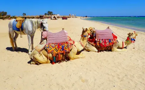 Biały koń i dwa wielbłądy na plaży w Marsa Alam. Uważaj na słońce i pamiętaj o nawodnieniu.