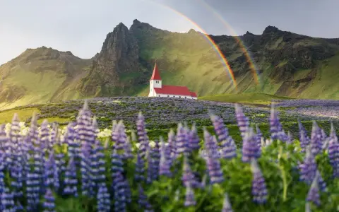Kościół na Islandii pośród łubinów, z tęczą w tle. Piękne widoki, ale islandia ceny mogą zaskoczyć.
