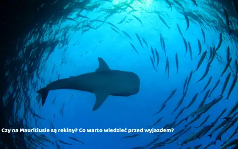 Mauritius czy jest bezpiecznie? Odkryj, co musisz wiedzieć przed wyjazdem