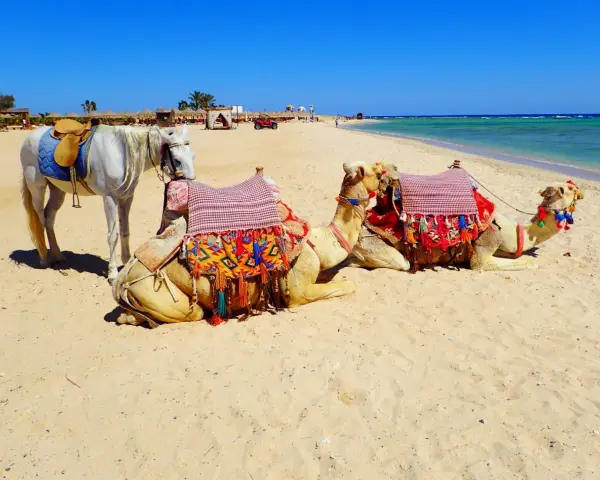Biały koń i dwa wielbłądy na plaży w Marsa Alam. Uważaj na słońce i pamiętaj o nawodnieniu.