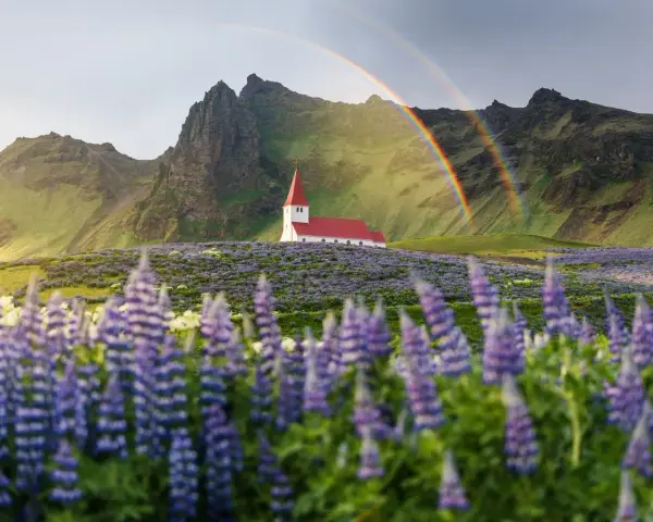 Kościół na Islandii pośród łubinów, z tęczą w tle. Piękne widoki, ale islandia ceny mogą zaskoczyć.