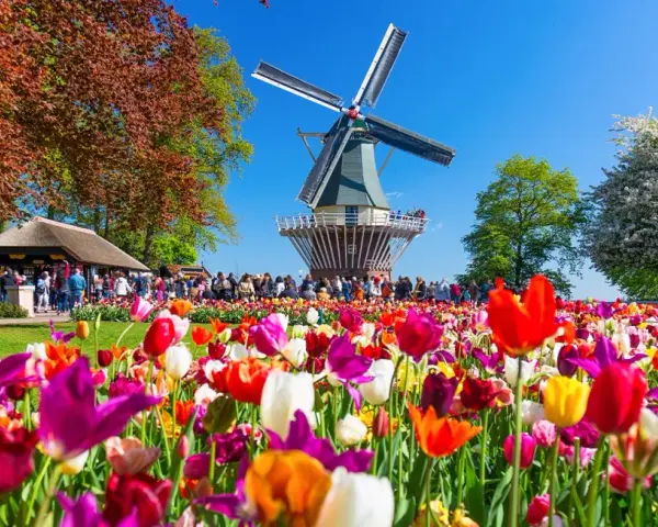 Kolorowe tulipany przed wiatrakiem w Keukenhof. Warto kupić keukenhof bilety, by zobaczyć ten widok!