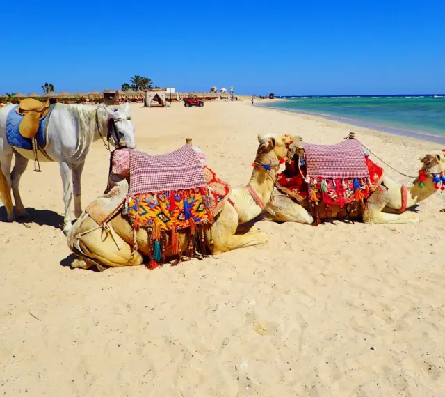 Biały koń i dwa wielbłądy na plaży w Marsa Alam. Uważaj na słońce i pamiętaj o nawodnieniu.
