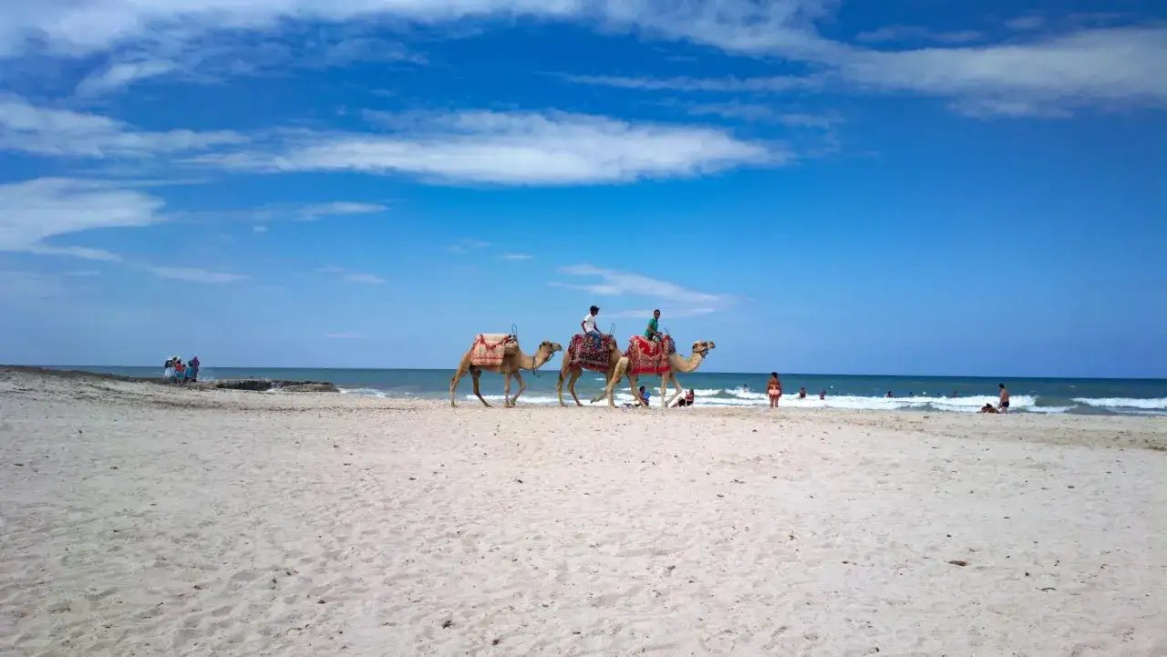Djerba plaże: wielbłądy z jeźdźcami przemierzają piaszczysty brzeg, w tle widać kąpiących się ludzi i błękitne morze.