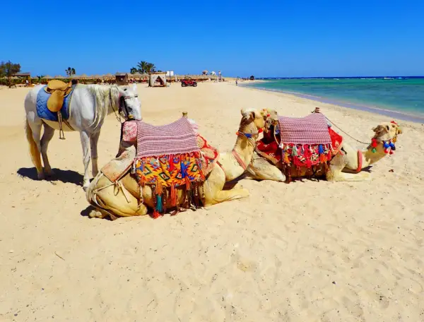 Biały koń i dwa wielbłądy na plaży w Marsa Alam. Uważaj na słońce i pamiętaj o nawodnieniu.