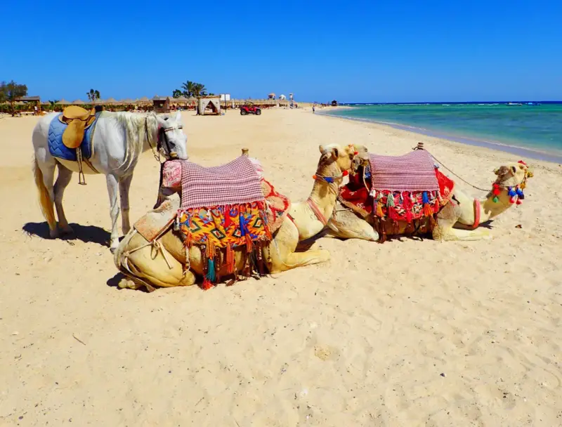 Biały koń i dwa wielbłądy na plaży w Marsa Alam. Uważaj na słońce i pamiętaj o nawodnieniu.