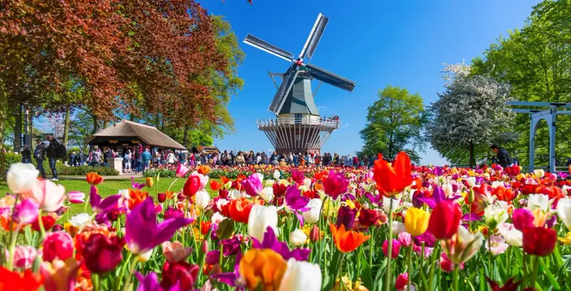 Kolorowe tulipany przed wiatrakiem w Keukenhof. Warto kupić keukenhof bilety, by zobaczyć ten widok!
